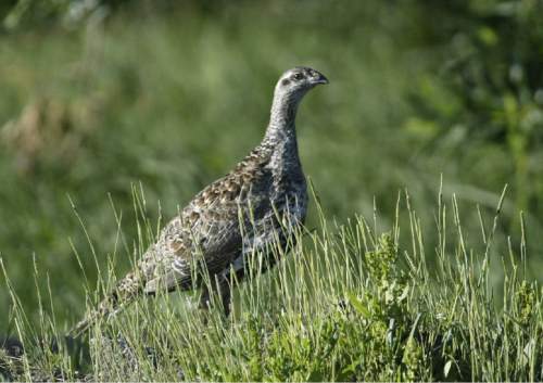 Cathleen Allison  |  AP file photo
A sage grouse stands in a meadow at the Smith Creek Ranch, east of Fallon, Nev., in 2005