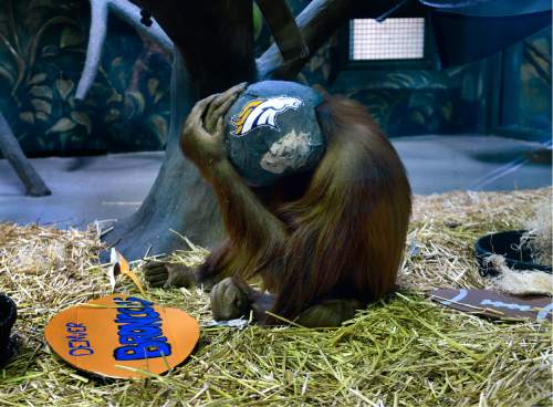 Scott Sommerdorf   |  The Salt Lake Tribune
At Utah's Hogle Zoo, "Acara" a Bornean Orangutan, and the older sister to "Tuah", gave Denver Bronco fans hope when she made a different choice when released into the cage with helmets representing Denver and Carolina. After biting off the face guard, she put the remnants of the Denver helmet on. But it was "Tuah" who picked the Panthers helmet, who had the official duty to follow in his father's footsteps and pick the winner of Sunday's Super Bowl, Thursday, February 4, 2016. His late father Eli picked six winners in a row before he died before the last Super Bowl, HIs one-year fill-in, Vulcan the African lion, also got last year's pick right.
