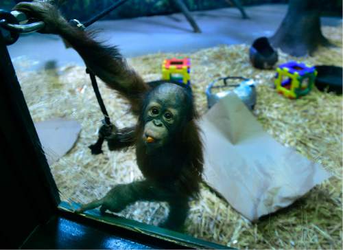 Scott Sommerdorf   |  The Salt Lake Tribune
Tuah, a Bornean Orangutan at Utah's Hogle Zoo, trying to follow in his father's footsteps, picked the Carolina Panters as the winner of Sunday's Super Bowl, Thursday, February 4, 2016. His late father Eli picked six winners in a row before he died before the last Super Bowl, HIs one-year fill-in, Vulcan the African lion, also got last year's pick right.