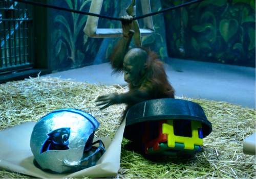 Scott Sommerdorf   |  The Salt Lake Tribune
Tuah, the Bornean Orangutan at Utah's Hogle Zoo, has made it's pick for the big game. Trying to follow in his father's footsteps, he's reached out and touched the Carolina helmet first, and picked the winner of Sunday's Super Bowl, Thursday, February 4, 2016. His late father Eli picked six winners in a row before he died before the last Super Bowl, HIs one-year fill-in, Vulcan the African lion, also got last year's pick right.