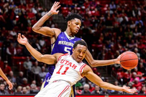 Trent Nelson  |  The Salt Lake Tribune
Utah Utes guard Brandon Taylor (11) loses the ball, with Washington Huskies guard Dejounte Murray (5) at rear,  as the University of Utah Utes host the Washington Huskies, NCAA basketball at the Huntsman Center in Salt Lake City, Wednesday February 10, 2016.