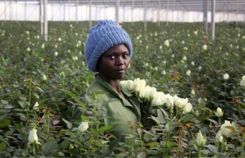 Those Valentine's Day flowers might just be from Kenya - The Salt Lake