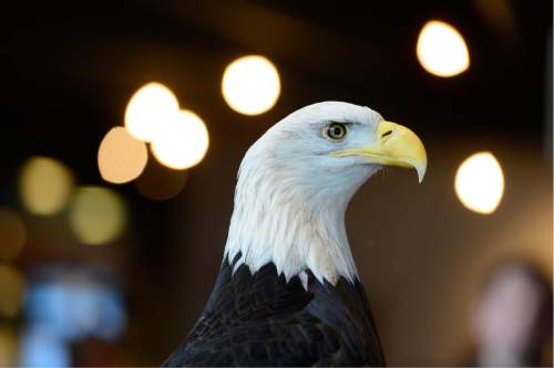 Scott Sommerdorf   |  The Salt Lake Tribune
The Bear River Migratory Bird Refuge hosted its annual Eagle Day celebration in part by having the Bald Eagle "Des Ta Te" meet guests to the refuge, Saturday, February 13, 2016.