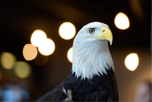 Scott Sommerdorf   |  The Salt Lake Tribune
The Bear River Migratory Bird Refuge hosted its annual Eagle Day celebration in part by having the Bald Eagle "Des Ta Te" meet guests to the refuge, Saturday, February 13, 2016.