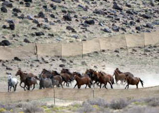 Al Hartmann  |  The Salt Lake Tribune 

The BLM used helicopters to steer wild horses into holding pens last July in an effort to remove the animals from state trust lands at Blawn Wash about 35 miles southwest of Milford. Dozens of horses soon returned and Utah is now suing BLM, demanding the agency remove horses from its lands across the West Desert.