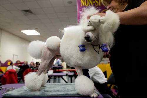 Cj The German Shorthaired Pointer Wins Westminster Dog Show The