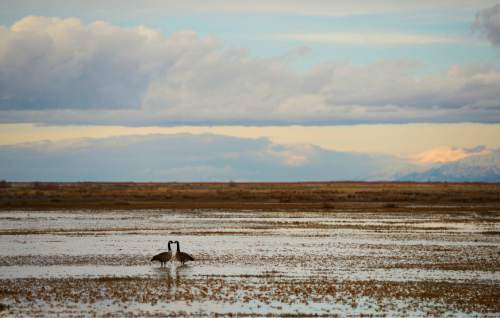 Francisco Kjolseth  |  The Salt Lake Tribune
A pair of geese appear to touch beaks as they forage in the shallows of the Great Salt Lake on Thursday, Feb.13, 2014.