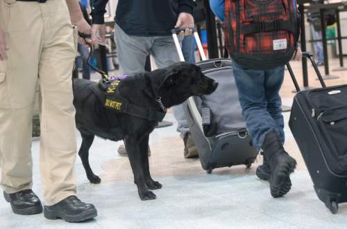 Al Hartmann  |  The Salt Lake Tribune
Keene, a black lab passenger screening canine (PSC), takes a sniff at luggage as airline passengers pass by before the security checkpoint in Terminal 1 at the Salt Lake International Airport on Tuesday, March 8.  The Transportation Security Administration (TSA) is beginning to use the dogs, which are specially trained to detect explosives and explosive components. Keene works with TSA K9 handler Lonnie Larson, who is trained to read the dog's behavior when it detects an explosive scent. 
Keene is named in memory of Leo Russell Keene, a 33-year old Louisiana native and financial analyst who died at work at the World Trade Center on Sept. 11, 2001.  Keene is the mother of several PSCs who are assigned to other airports across the country.
