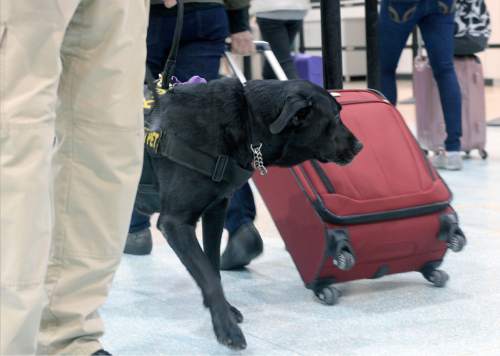 Al Hartmann  |  The Salt Lake Tribune
Keene, a black lab passenger screening canine (PSC), sniffs luggage as airline passengers pass by at the security checkpoint in Terminal 1 at the Salt Lake International Airport on Tuesday, March 8. The Transportation Security Administration (TSA) is beginning to use the dogs, which are specially trained to detect explosives and explosive components.  Keene works with TSA K9 handler Lonnie Larson, who is trained to read the dog's behavior when it detects an explosive scent. 
Keene is named in memory of Leo Russell Keene, a 33-year old Louisiana native and financial analyst who died at work at the World Trade Center on Sept. 11, 2001.  Keene is the mother of several PSCs who are assigned to other airports across the country.