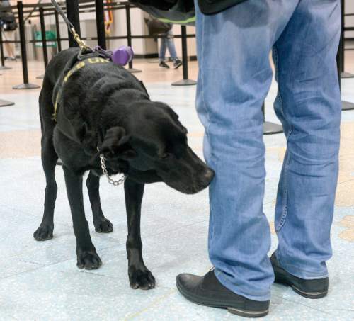 Al Hartmann  |  The Salt Lake Tribune
Keene, a black lab passenger screening canine (PSC), takes a sniff  as  passengers walk through the security checkpoint in Terminal 1 at the Salt Lake International Airport on Tuesday, March 8.  The Transportation Security Administration (TSA) is beginning to use the dogs, which are specially trained to detect explosives and explosive components. Keene works with TSA K9 handler Lonnie Larson, who is trained to read the dog's behavior when it detects an explosive scent. 
Keene is named in memory of Leo Russell Keene, a 33-year old Louisiana native and financial analyst who died at work at the World Trade Center on Sept. 11, 2001.  Keene is the mother of several PSCs who are assigned to other airports across the country.