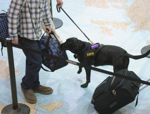 Al Hartmann  |  The Salt Lake Tribune
Keene, a black lab passenger screening canine,  takes a sniff at luggage as airline passengers pass by before the security checkpoint in terminal 1 at the Salt Lake International Airport Tuesday March 8.  The Transportation Security Administration (TSA) is beginning to use the dogs, which are specially trained to detect explosives and explosive components.  Keene works with TSA K9 handler Lonnie Larson who is trained to read the dog's behavior when it detects an explosive scent. 
Keene is named in memory of Leo Russel Keene, a 33-year old Louisiana native and financial analyst who died at work at the World Trade Center on Sept. 11, 2001.  Keene is the mother of several PSC's who are assigned to other airports across the country.