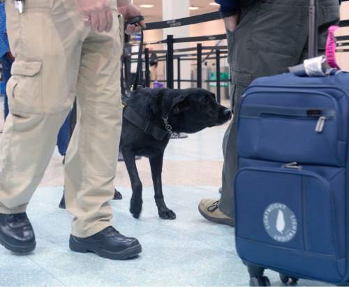 Al Hartmann  |  The Salt Lake Tribune
Keene, a black lab passenger screening canine,  takes a sniff at luggage as airline passengers pass by before the security checkpoint in Terminal 1 at the Salt Lake International Airport Tuesday March 8.  The Transportation Security Administration (TSA) is beginning to use the dogs, which are specially trained to detect explosives and explosive components. Keene works with TSA K9 handler Lonnie Larson who is trained to read the dog's behavior when it detects an explosive scent. 
Keene is named in memory of Leo Russel Keene, a 33-year old Louisiana native and financial analyst who died at work at the World Trade Center on Sept. 11, 2001.  Keene is the mother of several PSC's who are assigned to other airports across the country.