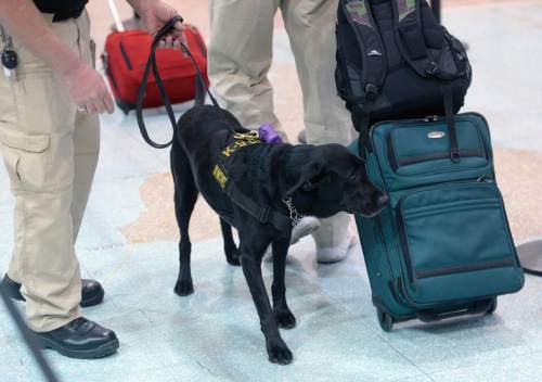 Al Hartmann  |  The Salt Lake Tribune
Keene, a black lab passenger screening canine, takes a sniff at luggage as airline passengers pass by before the security checkpoint in Terminal 1 at the Salt Lake International Airport Tuesday March 8.  The Transportation Security Administration (TSA) is beginning to use the dogs, which are specially trained to detect explosives and explosive components. Keene works with TSA K9 handler Lonnie Larson who is trained to read the dog's behavior when it detects an explosive scent. 
Keene is named in memory of Leo Russel Keene, a 33-year old Louisiana native and financial analyst who died at work at the World Trade Center on Sept. 11, 2001.  Keene is the mother of several PSC's who are assigned to other airports across the country.