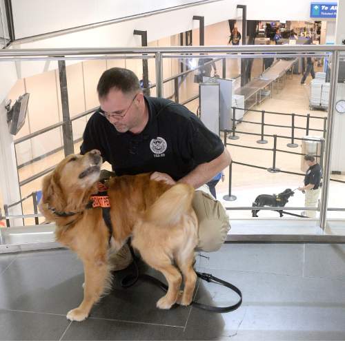 Al Hartmann  |  The Salt Lake Tribune
TSA K9 handler Thomas Scott gives some love to Benny, one of the new passenger screening canines at the Salt Lake International Airport Tuesday March 8.  Benny, a golden retriever sniffs at luggage as airline passengers pass by before the security checkpoint in Terminal 1.  The Transportation Security Administration (TSA) is beginning to use the dogs, which are specially trained to detect explosives and explosive components.