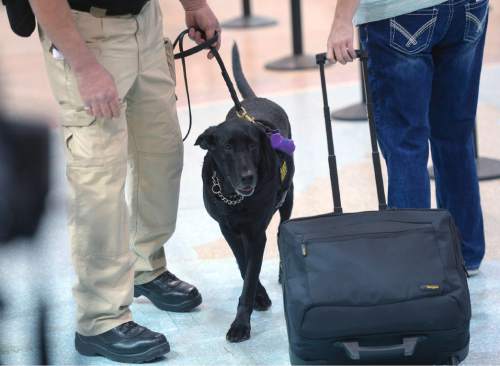 Al Hartmann  |  The Salt Lake Tribune
Keene, a black lab passenger screening canine, takes a sniff at luggage as airline passengers pass by before the security checkpoint in terminal 1 at the Salt Lake International Airport Tuesday March 8.  The Transportation Security Administration (TSA) is beginning to use the dogs, which are specially trained to detect explosives and explosive components. Keene works with TSA K9 handler Lonnie Larson who is trained to read the dog's behavior when it detects an explosive scent. 
Keene is named in memory of Leo Russel Keene, a 33-year old Louisiana native and financial analyst who died at work at the World Trade Center on Sept. 11, 2001.  Keene is the mother of several PSC's who are assigned to other airports across the country.