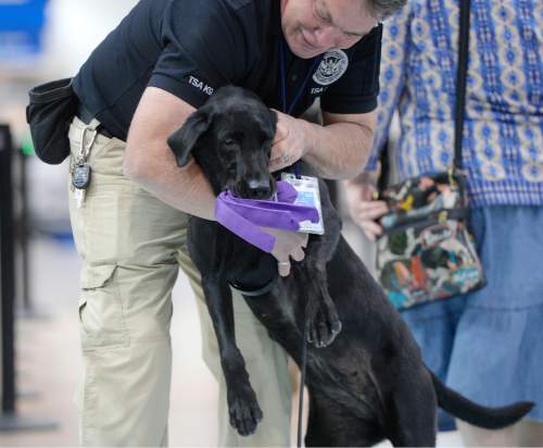 Al Hartmann  |  The Salt Lake Tribune
TSA K9 handler Lonnie Larson gives some love and a favorite squeaky toy as a reward to Keene, a black lab passenger screening canine after doing a good job at the Salt Lake International Airport Tuesday March 8.  Keene takes a sniff at luggage as airline passengers pass by before the security checkpoint in Terminal 1.  The Transportation Security Administration (TSA) is beginning to use the dogs, which are specially trained to detect explosives and explosive components.  
Keene is named in memory of Leo Russel Keene, a 33-year old Louisiana native and financial analyst who died at work at the World Trade Center on Sept. 11, 2001.  Keene is the mother of several PSC's who are assigned to other airports across the country.