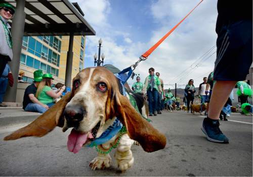 Scott Sommerdorf   |  The Salt Lake Tribune  
One of the many Basset Hounds marching with the Utah Friends of Basset Hounds during the 40th annual St. Patrick's Day parade organized by the Hibernian Society of Utah, Saturday, March 12, 2016.