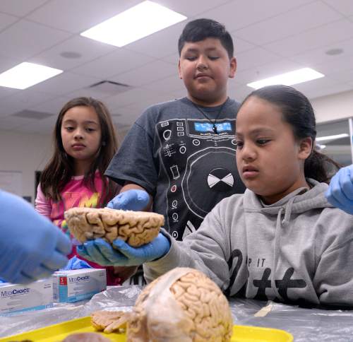 Al Hartmann  |  The Salt Lake Tribune
Fourth grade students react in their own individual ways looking and touching a donated human brain at Brain Awareness Week at Neil Armstrong Academy in West Valley City Tuesday March 15.  Brain Awareness Week is sponsored by th Interdepartmental Program in Neuroscience at the University of Utah.