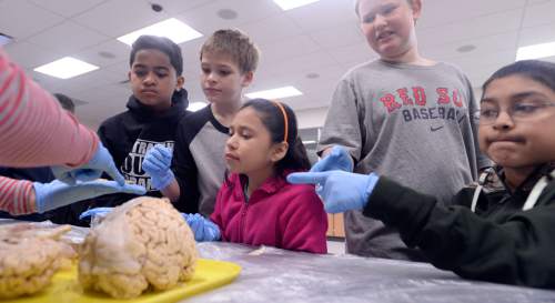 Al Hartmann  |  The Salt Lake Tribune
Fourth grade students react in their own individual ways looking and touching a donated human brain at Brain Awareness Week at Neil Armstrong Academy in West Valley City Tuesday March 15.  Brain Awareness Week is sponsored by the Interdepartmental Program in Neuroscience at the University of Utah.