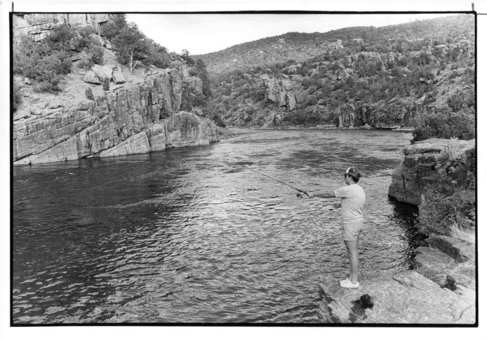 Tribune file photo

Tom Wharton fishes the Green River below Flaming Gorge in this 1985 photo.