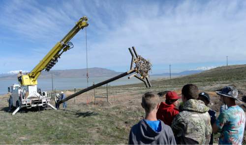 Al Hartmann  |  The Salt Lake Tribune 
Members of Boy Scout troop 1502 from Spanish Fork working with the Utah Dept. of Wildlife Rescources watch as a crane raises the first of seven nesting platforms for osprey on the south end of Utah Lake Tuesday April 5. The seven osprey nesting platforms will be erected in seven different locations along the southwest portion of Utah Lake.  Ospreys are a fish-eating bird of prey that migrate to Utah in spring to nest and raise their young.  They often choose to build their nests on top of manmade nesting platforms attached to the top of wooden power poles.