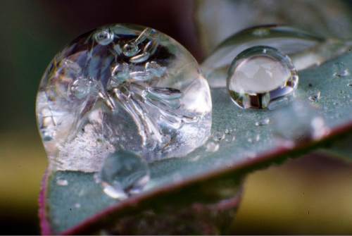 Steve Griffin  |  The Salt Lake Tribune


A partially frozen water drop clings to the leaf of a Hens and Chicks plant in Salt Lake City, Wednesday, March 16, 2016. The water drop was photographed using a reverse mount ring which allows a wide angle lens to be mounted backwards on the camera creating an inexpensive super macro lens.