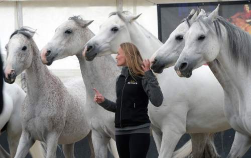 Al Hartmann  |  The Salt Lake Tribune
Rider-trainer Elise Verdon puts her horses through a light workout in a practice arena Friday, April 15, to get ready for the theatrical production of "Odysseo" in the massive White Big Top at South Towne Center in Sandy.
