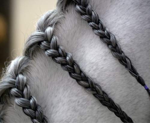 Al Hartmann  |  The Salt Lake Tribune
Intricate braid on mane of one of the majestic horses for the thirty million dollar theatrical production of "Odysseo" in the massive White Big Top at South Towne Center in Sandy.  With opening night April 20 workers are completing the installation of the largest touring production in the world.  The horses are rested after a ten day vacation in California.