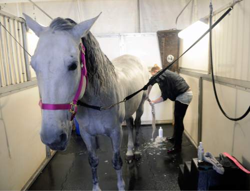 Al Hartmann  |  The Salt Lake Tribune
One of the majestic horses gets a shampoo for the thirty million dollar theatrical production of "Odysseo".   With opening night April 20 workers are completing the installation of the largest touring production in the world.  The horses are rested after a ten day vacation in California.