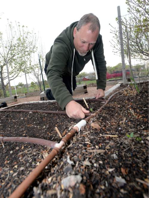 Al Hartmann  |  The Salt Lake Tribune
Mike Lorenc, head horticulturist at the Conservation Garden Park in West Jordan, works in a raised vegetable bed using an in-line-drip emitter.   Using the raised beds, the drip irrigation system with compost, backyard gardeners can grow vegetables without using much water. Weeds are easy to manage too with this system.