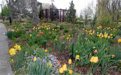 Al Hartmann  |  The Salt Lake Tribune
An example at the Conservation Garden Park in West Jordan how backyard gardeners can use bulbs for spring color and perennials that will bloom later on when the daffodils and tulips are finished. Using drip irrigation and compost this garden only uses 15 inches of water for the growing season.  Most Utah residential gardener use about 50 inches of water a growing season.