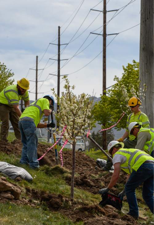 Francisco Kjolseth | The Salt Lake Tribune 
Rocky Mountain Power gets a little help from Trees Inc. and East High school students by planting new trees near an over head high-voltage transmission line along Sunnyside Ave., on Friday, April 22, 2016, which is also Earth Day. Several conifers that were posing problems were replaced with compatible species to help create a natural barrier while maximizing landscape maintenance.