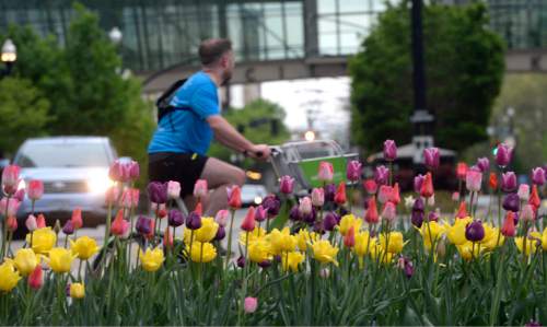Al Hartmann  |  The Salt Lake Tribune
Bicycle rider passes along South Temple and Main Street Tuesday April 26.  With the recent cool temperatures and wet weather the tulips are in their full glory at Temple Square in Salt Lake City.