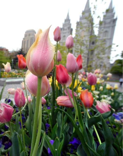Al Hartmann  |  The Salt Lake Tribune
With the recent cool temperatures and wet weather the tulips are in their full glory at Temple Square in Salt Lake City Tuesday April 26.