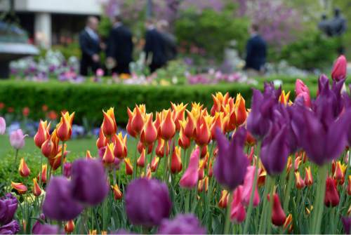 Al Hartmann  |  The Salt Lake Tribune
With the recent cool temperatures and wet weather the tulips are in their full glory at Temple Square in Salt Lake City Tuesday April 26.