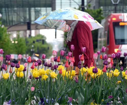 Al Hartmann  |  The Salt Lake Tribune
Woman walks along South Temple and Main Street in a light rain Tuesday April 26.  With the recent cool temperatures and wet weather the tulips are in their full glory at Temple Square in Salt Lake City.