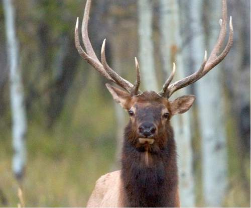 Al Hartmann  |  The Salt Lake Tribune 
Bull elk in the high forested plateau country on the Bears Ears of San Juan County.  The area has deer, elk, black bear, wild turkeys and mountain lion.  The area is included for a proposed Bears Ears National Conservation Area.
