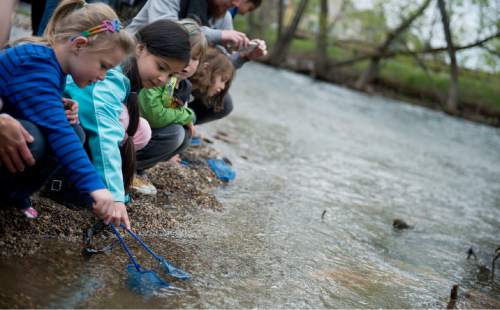 Lennie Mahler  |  The Salt Lake Tribune
DaVinci Academy students release trout into the Ogden River on Friday.