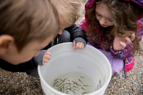 Lennie Mahler  |  The Salt Lake Tribune

Students in Eleanor Sather's kindergarten class at DaVinci Academy watch as trout they hatched and raised swim in a bucket of water before the students released them into the Ogden River on Friday, April 29, 2016.