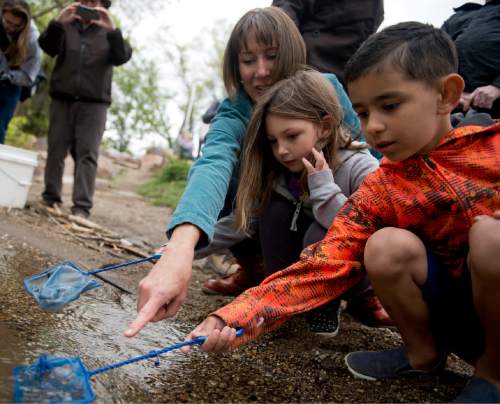Lennie Mahler  |  The Salt Lake Tribune

DaVinci Academy teacher Eleanor Sather helps students from her kindergarten class release trout into the Ogden River on Friday, April 29, 2016. Sather helped her class hatch and raise the trout delivered in January by the DWR and Trout Unlimited.