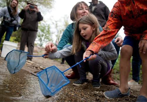 Lennie Mahler  |  The Salt Lake Tribune

DaVinci Academy teacher Eleanor Sather helps Weslee, a student in her kindergarten class, release trout into the Ogden River on Friday, April 29, 2016. Sather helped her class hatch and raise the trout delivered in January by the DWR and Trout Unlimited.