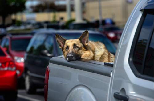 Scott Sommerdorf   |  The Salt Lake Tribune  
A loyal German Shepherd patiently waits for it's owner to return from a shopping stop at the Best Buy store in Salt Lake City, Sunday, May 1, 2016.