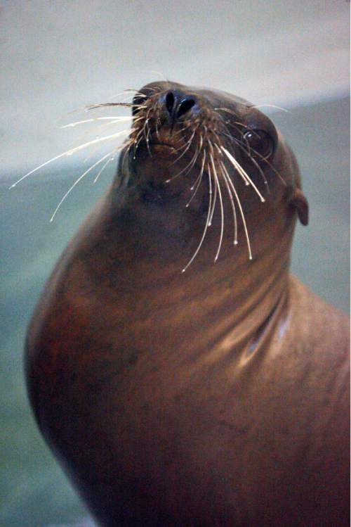 Francisco Kjolseth  |  Tribune file photo
Rocky, the sea lion, died last week at Hogle Zoo. He had arrived at the zoo on May 4, 2012. He was a rescue animal from California, where he had been discovered with a pellet in his head and gas bubbles in his brain.