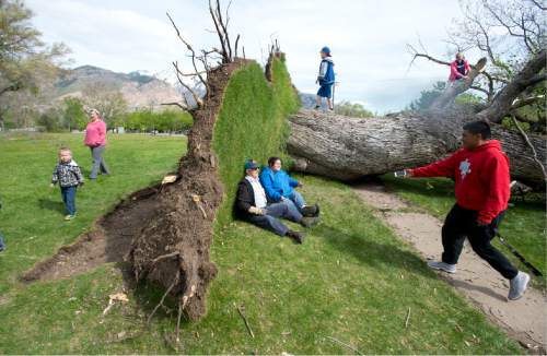 Steve Griffin  |  The Salt Lake Tribune

People climb on a giant tree that blew over near 20th Street and Monroe in Ogden, Utah after high winds blew through the area May, 1, 2016.