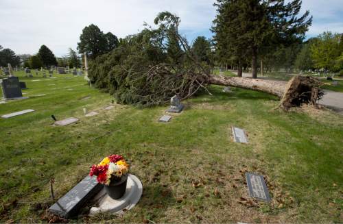 Steve Griffin  |  The Salt Lake Tribune

An uprooted pine tree at the Ogden Cemetery after high winds blew through the area May, 1, 2016.