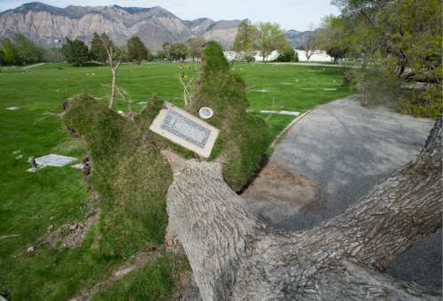 Steve Griffin  |  The Salt Lake Tribune

A head stone is uprooted with a giant tree at the Ogden Cemetery after high winds blew through the area May, 1, 2016.