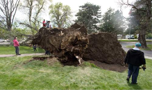 Steve Griffin  |  The Salt Lake Tribune

People climb on a giant tree that blew over near 20th Street and Monroe in Ogden, Utah after high winds blew through the area May, 1, 2016.