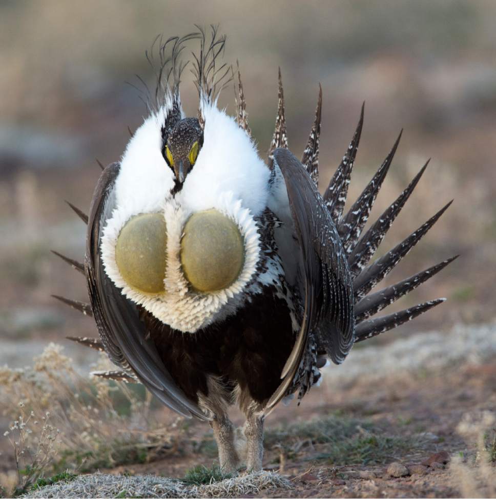 Rick Egan  |  The Salt Lake Tribune

A Sage-Grouse Struts on a lek in the Parker Mountain area, near Loa, Utah, Friday, April 22, 2016.