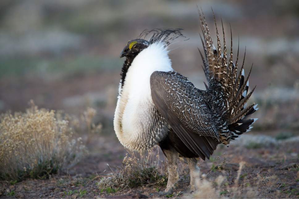 Rick Egan  |  The Salt Lake Tribune

A Sage-Grouse walks on a lek in the Parker Mountain area, near Loa, Utah, Friday, April 22, 2016.