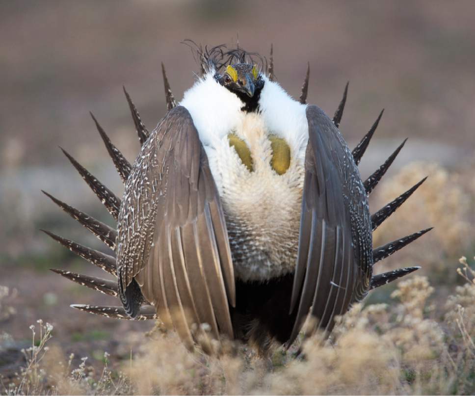 Rick Egan  |  The Salt Lake Tribune

A Sage-Grouse Struts on a lek in the Parker Mountain area, near Loa, Utah, Friday, April 22, 2016.